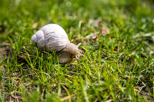 A Snail Crawling Through Green Grass