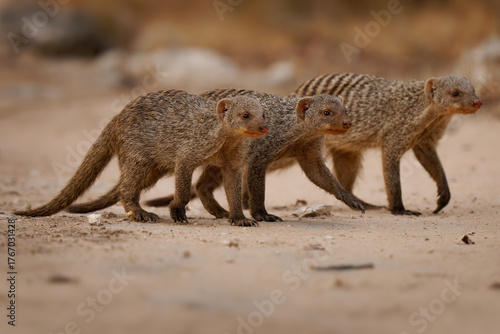 Zebra Banded mongoose Mungos mungo is native from the Sahel to Southern Africa in savannas, open forests and grasslands and feeds primarily on beetles and millipedes. Family troop