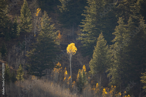 one single yellow tree in the forest as the light hits it surrounded by pine trees in the fall season 