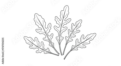 Black and white illustration of a cluster of arugula leaves fanning outwards.