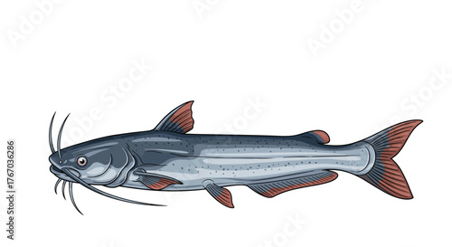 Illustration of a channel catfish with barbels and fins, depicted from the side.