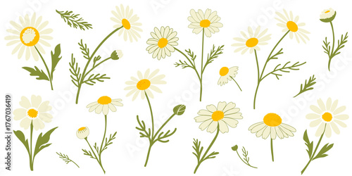 Elegant vector set of chamomile flowers (Matricaria chamomilla) with leaves and stems. Perfect for design, cosmetics, medicine, and natural decor.