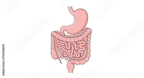 Detailed anatomical illustration of the human digestive system, featuring the stomach, small intestine, and large intestine for educational purposes.