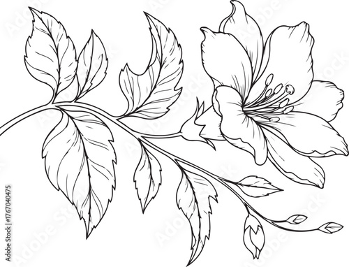Line art drawing of a flowering branch