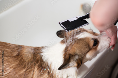 A red and white Pembroke Welsh Corgi sits in a white bathtub while being gently washed with a shower. A woman's hand holds the dog’s snout in place