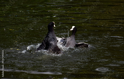 A pair of Eurasian coots fight in a pond