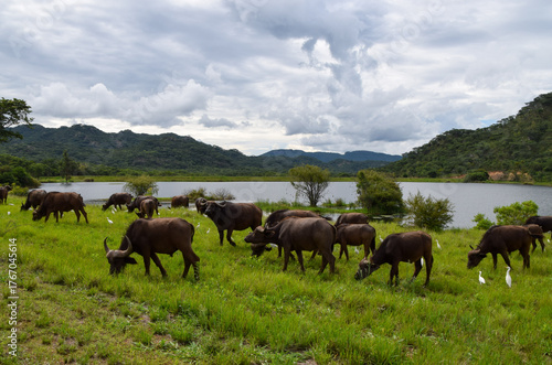 A herd of wild Cape buffalos graze in a nature reserve in Africa