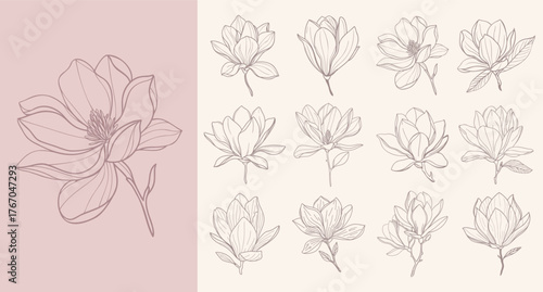 Set of magnolia flowers. Elegant magnolia flower line art collection. Sketch illustration.