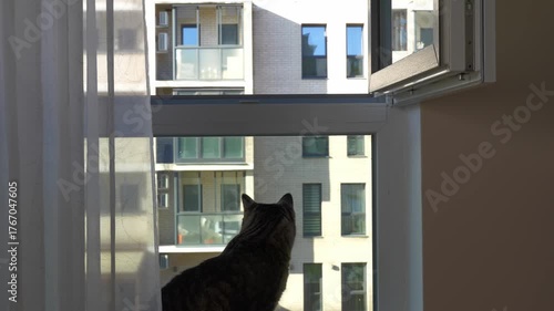domestic cat on a windowsill near an open window