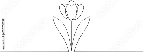 tulip flower one continuous line art, Vector illustration, One line art, Line art graphic style