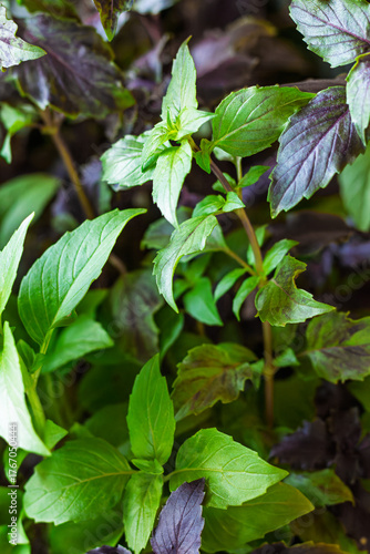 Wallpaper Mural Green and purple basil grows in place, basil is widely used in cooking and as an ornamental plant Torontodigital.ca