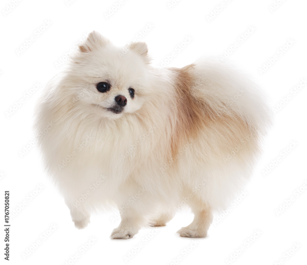 Obraz premium Cute fluffy Pomeranian dog on white background