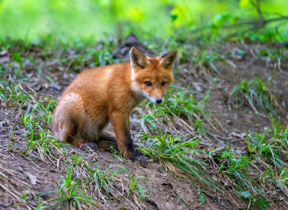 Obraz premium cute red fox cub walking in the park and eating grass