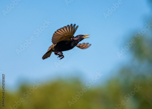 A black starling bird flies against the sky with its feathers and wings spread.