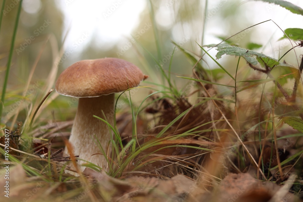 Fototapeta premium Beautiful porcino mushroom growing in forest, closeup. Space for text