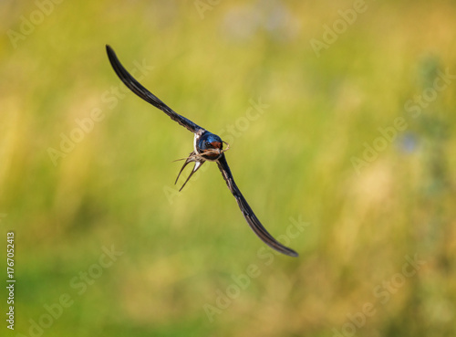 A barn swallow bird flies over the grass with its wings and feathers spread, ...