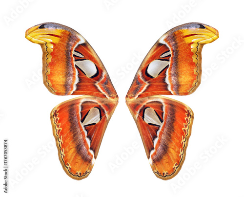 Tropical butterfly wings isolated on transparent background. Attacus atlas. A...