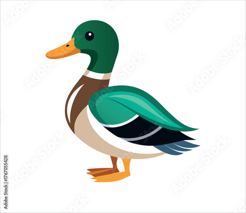 Illustration of a colorful mallard duck standing, showcasing its vibrant plumage and features