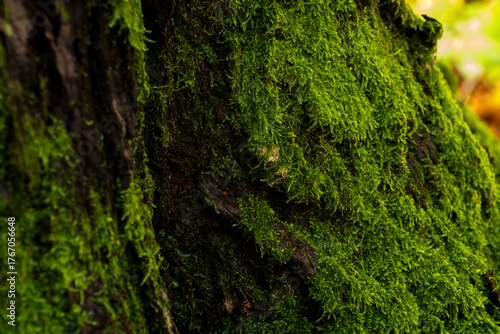 Moss Growing on Tree Bark in Forest