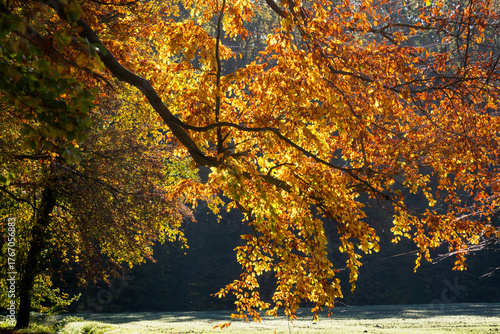 Golden Autumn Leaves in Sunlight