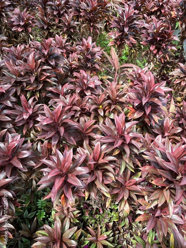 Fotografie pink flowers background