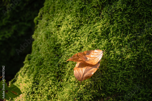 Autumn Beech Leaves on Green Moss in Forest