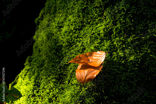 Autumn Beech Leaves on Green Moss in Forest