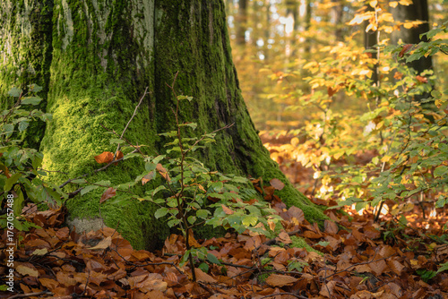 Moss-Covered Tree Trunk in Autumn Forest