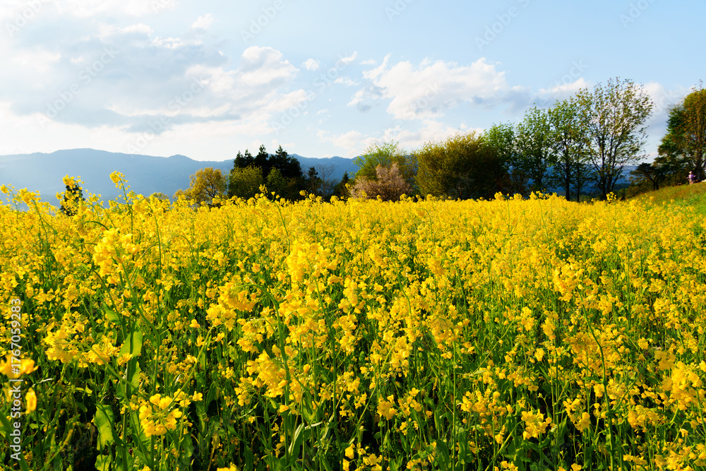 Obraz premium 250504飯山市菜の花公園