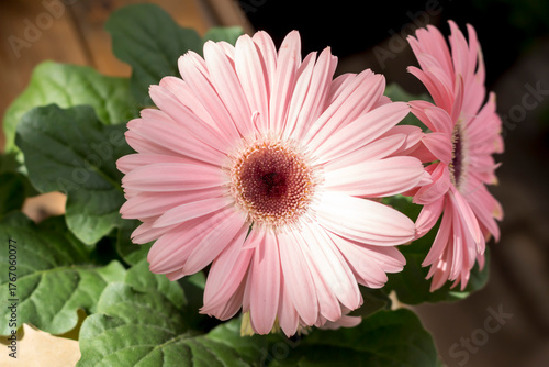 Pink gerbera flowers grow in pots