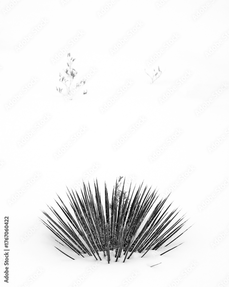Obraz premium Yucca and Snow