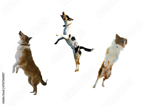 Canvas Print Three playful dogs leaping in the air, joyfully catching a ball, embodying the s