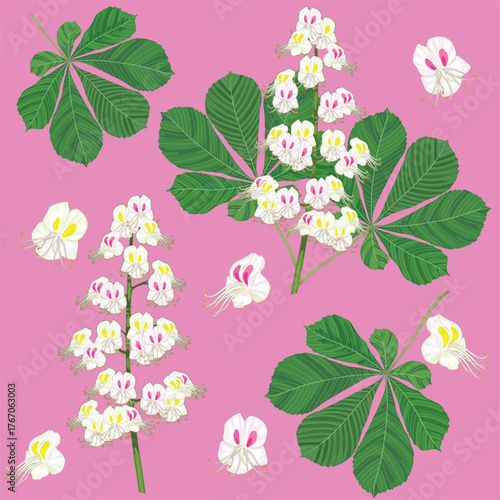 Composition of flowers and green leaves of horse chestnut (Aesculus hippocastanum)  on pink background. Seamless pattern.	