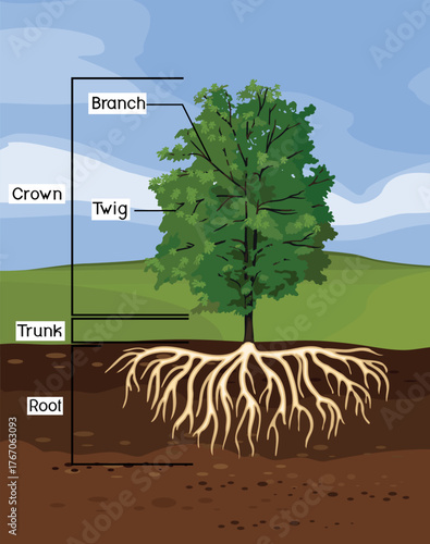 Parts of plant. Morphology of tree with green crown, root system and titles	