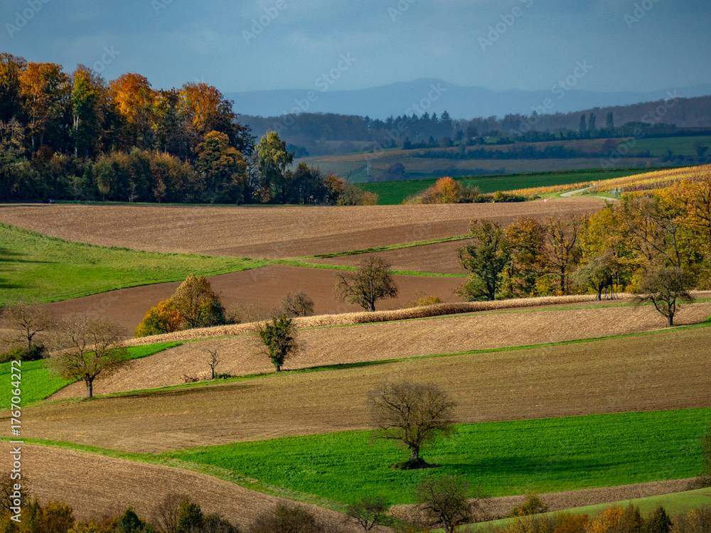 Fototapeta premium Bäume im Herbst