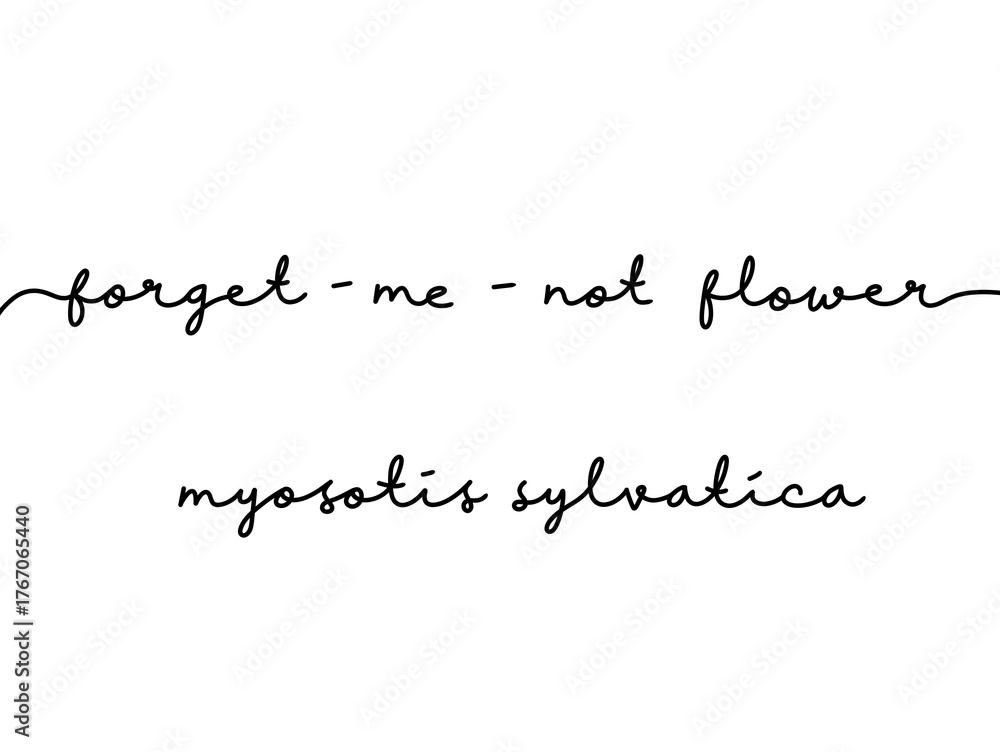 Fototapeta premium Elegant handwritten text of forget-me-not flower with botanical name