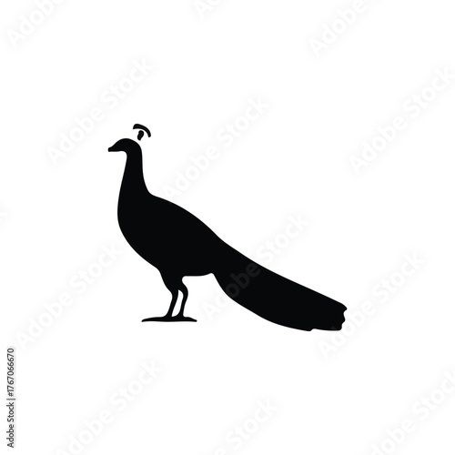 pigeon isolated on white background