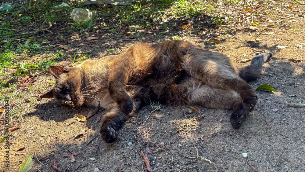 Fototapeta premium Overhead view of a brown and golden-furred cat lying on its side on the dirt and sand ground. The animal rests in strong sunlight, belly up. Small leaves and grass complement the scene.