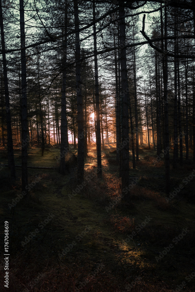 Fototapeta premium amanecer bosque