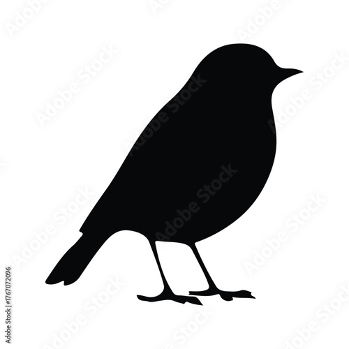 blackbird isolated on white background