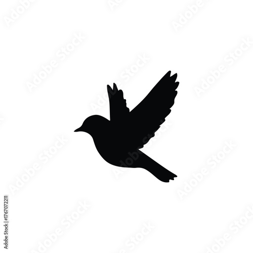 blackbird isolated on white background