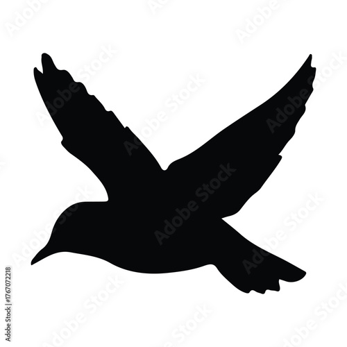 blackbird isolated on white background