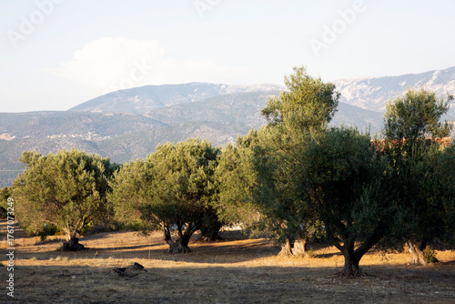 Kefalonia - Greece - August 15, 2025: The inside landscape, Kefalonia,  Greece.