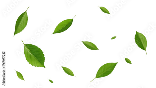 Floating foliage fresh spring scenic leaves nature pattern design element botanical illustration vector graphic