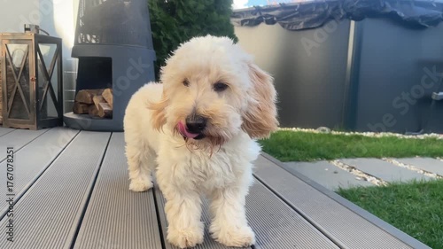 A fluffy Maltipoo puppy stands on a patio deck, barks, and looks up at the sky in a home backyard scene. Shows dog behavior and a modern outdoor living space.