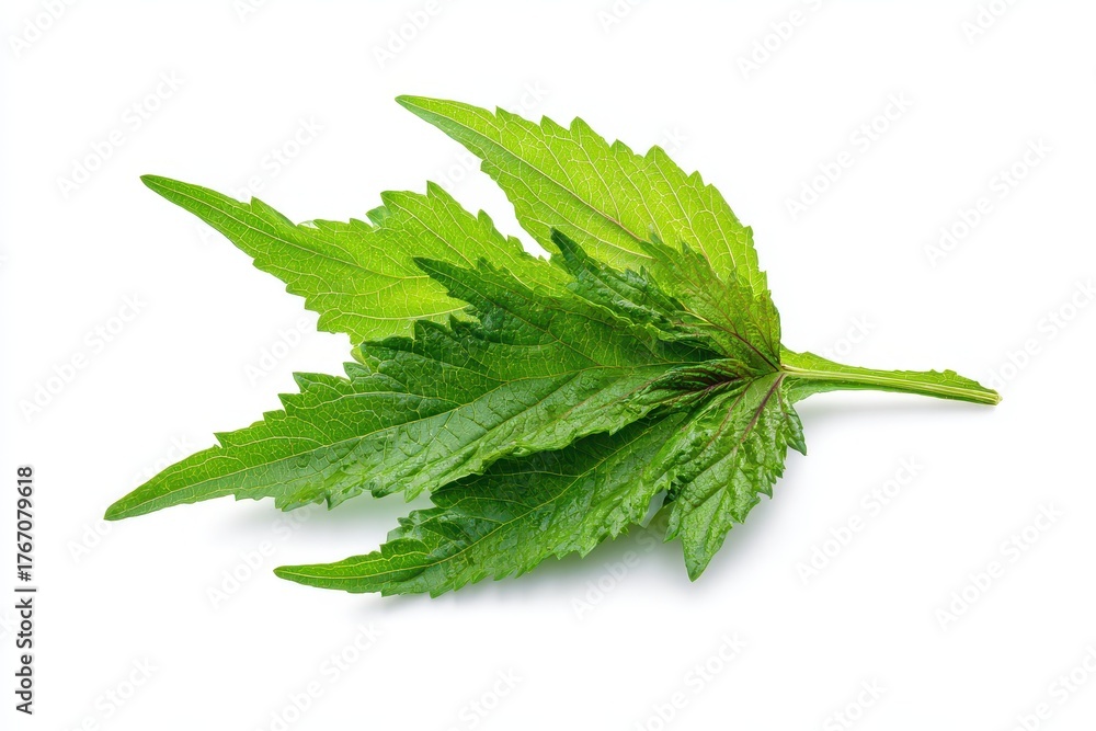 Obraz premium Isolated Kenaf Leaves: Vibrant Hibiscus Cannabinus Foliage Showcasing Nature's Greenery