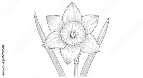 A detailed pencil sketch of a daffodil flower with its leaves.