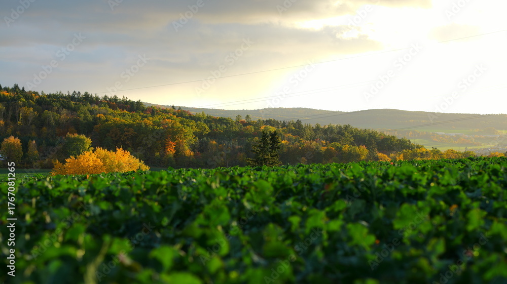 Fototapeta premium Lush green hills meet colorful autumn foliage. Ideal for travel brochure design