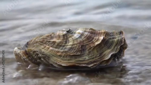 Oyster shell resting on beach shore with blurred waves background, for coastal design usage
