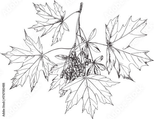 Detailed black and white sketch of maple leaves and seed clusters pencil sketch